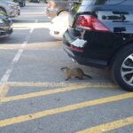 elektronicky-odpuzovac-hlodavcu-pro-automobily-4P